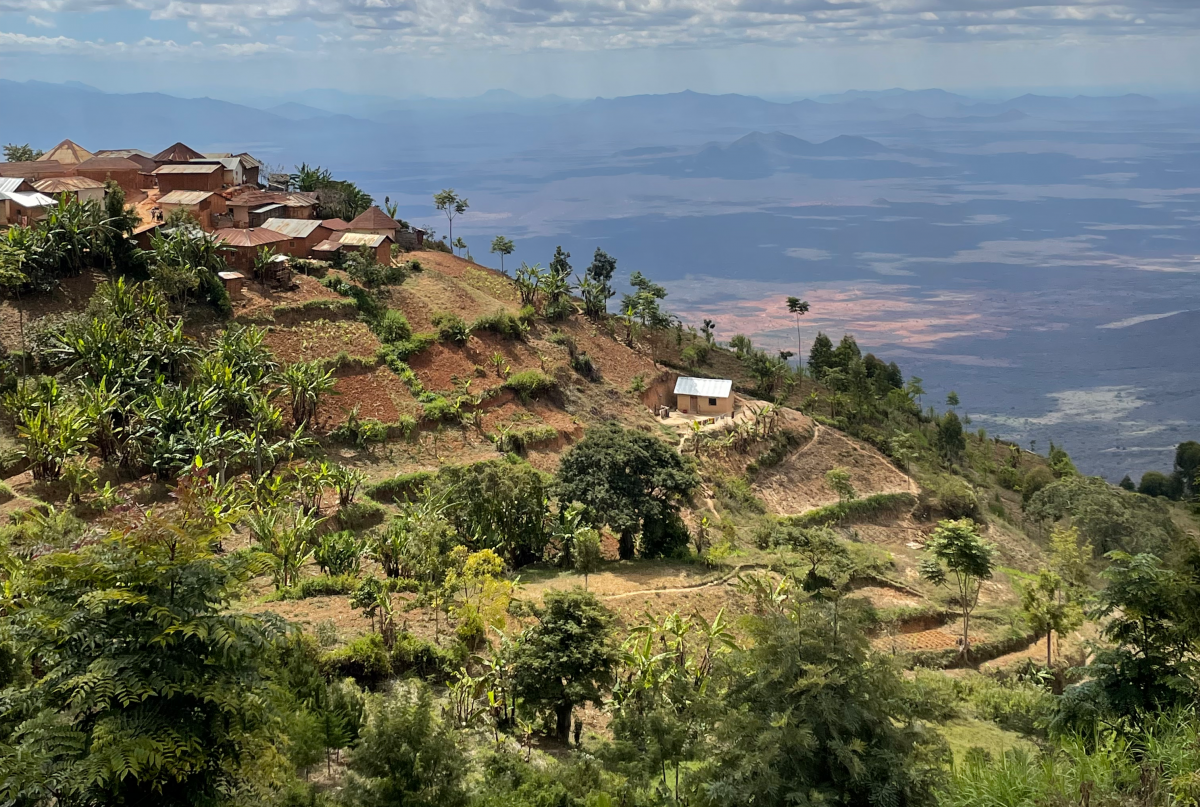 Tanzania forest