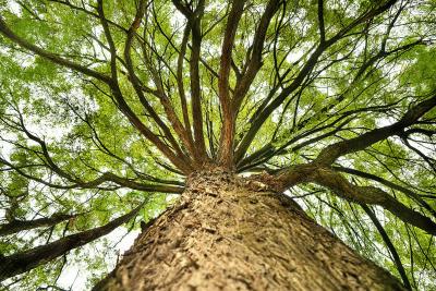 2015 : Bebat existe depuis 20 ans. Voilà qui mérite un... arbre !